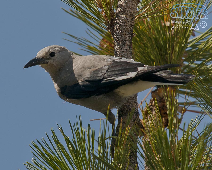 Clark's Nutcracker - Nucifraga columbiana