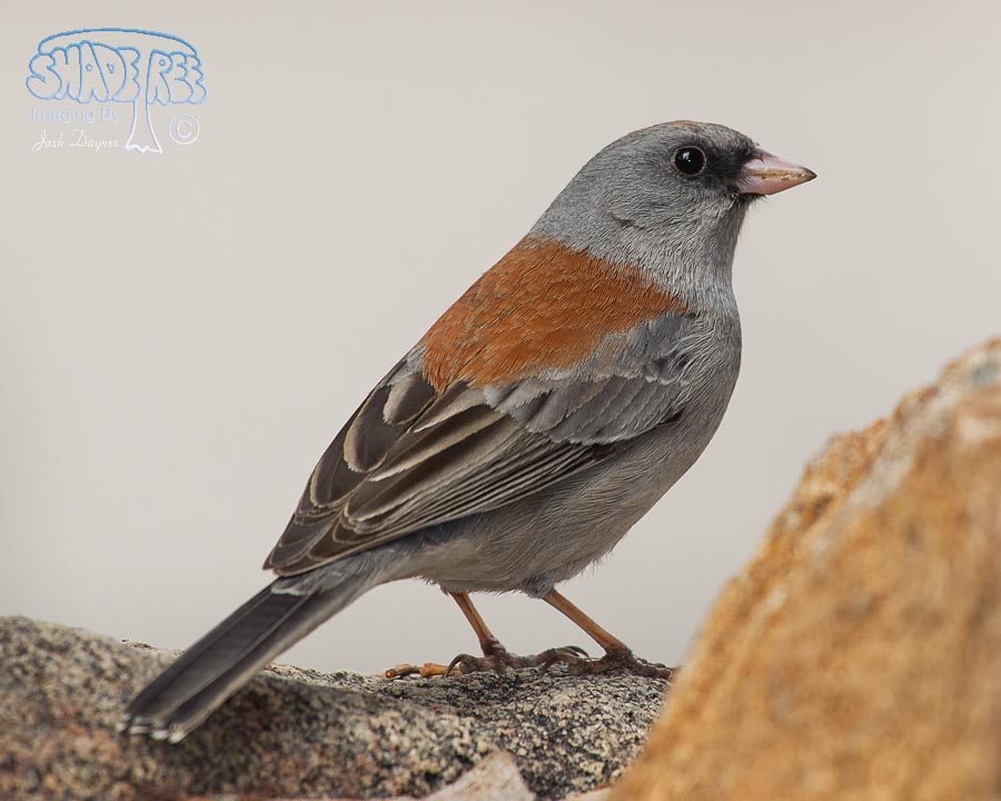Dark-Eyed Junco - Junco hyemalis
