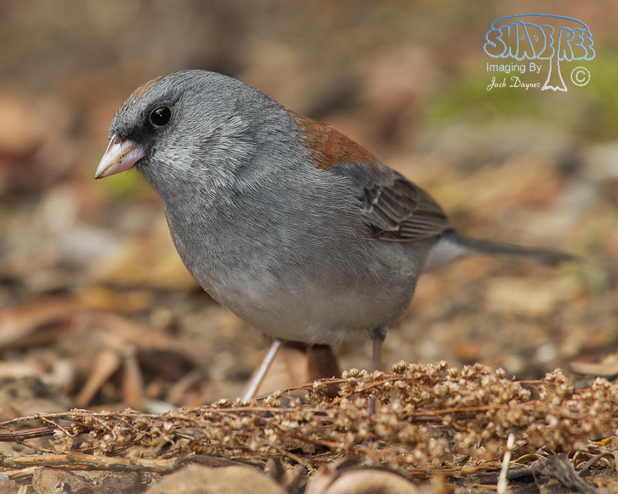 Dark-Eyed Junco - Junco hyemalis