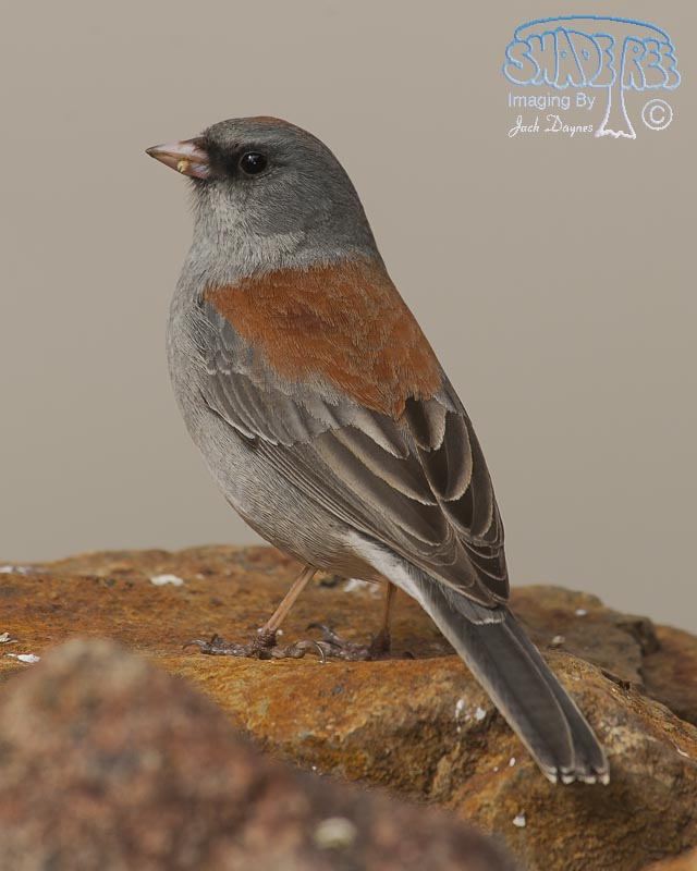 Dark-Eyed Junco - Junco hyemalis