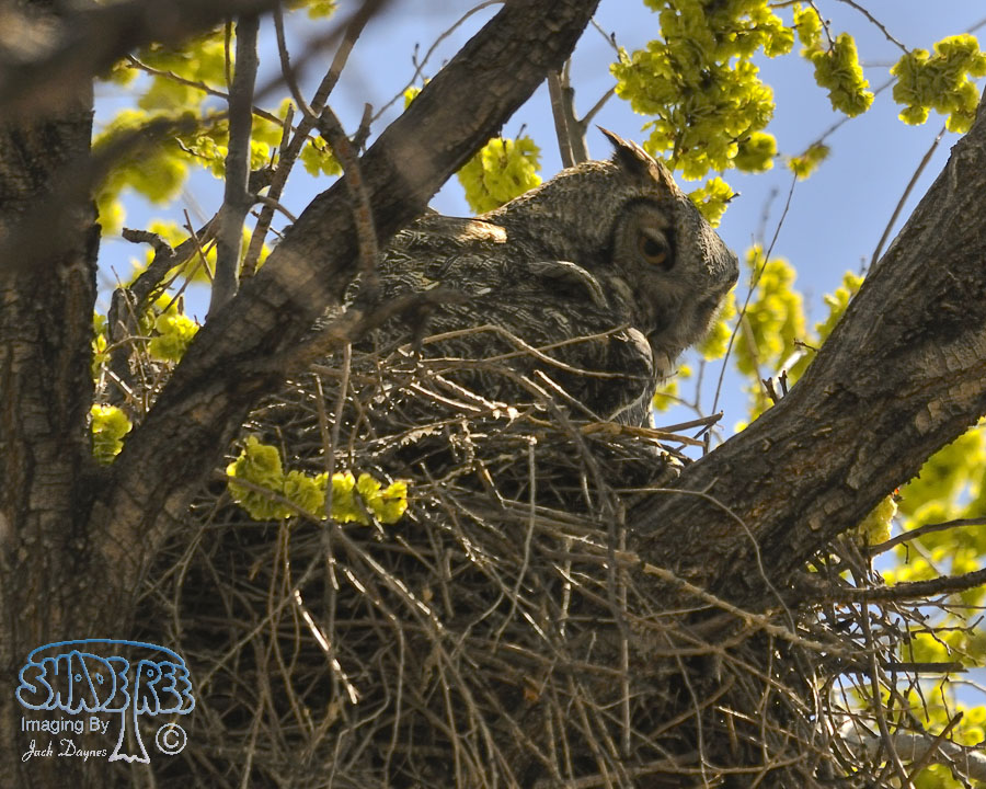 Great Horned Owl - Bubo virginianus