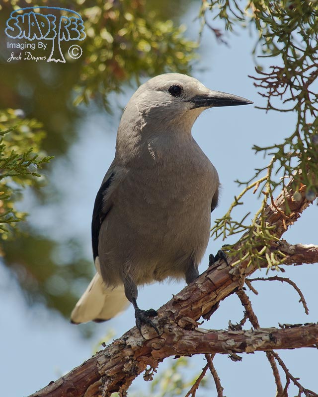 Clark's Nutcracker - Nucifraga columbiana