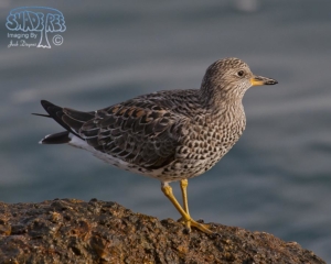 2015-03-16 Oceanside Harbor