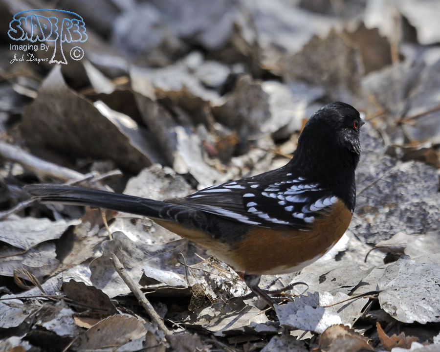 Spotted Towhee - Pipilo maculatus