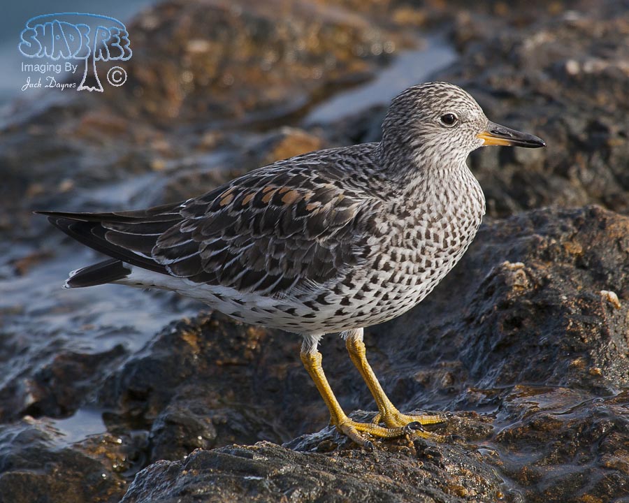 SurfBird - Aphriza virgata