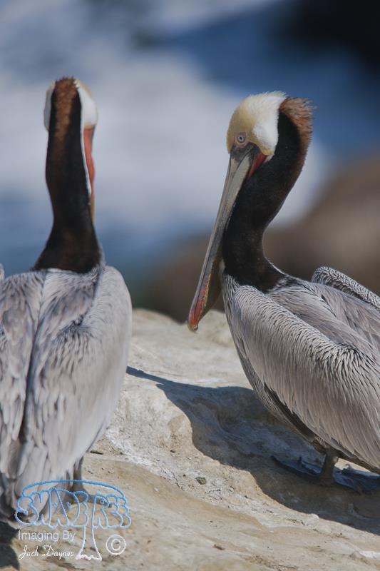 Brown Pelican - Pelecanus occidentalis