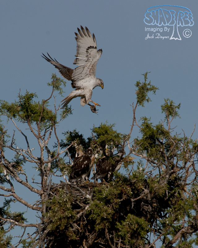 Ferruginous Hawk - Buteo regalis