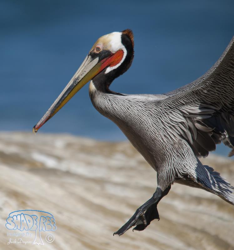Brown Pelican - Pelecanus occidentalis