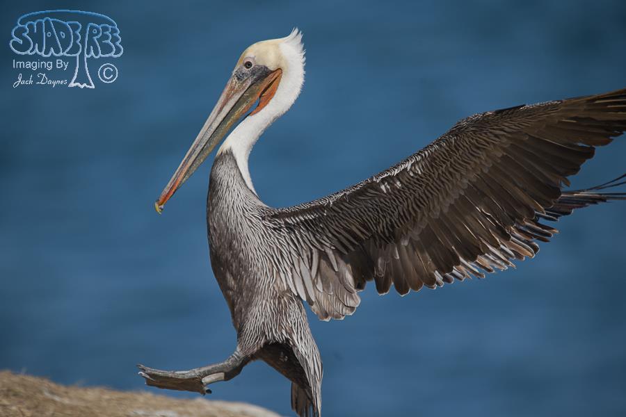 Brown Pelican - Pelecanus occidentalis