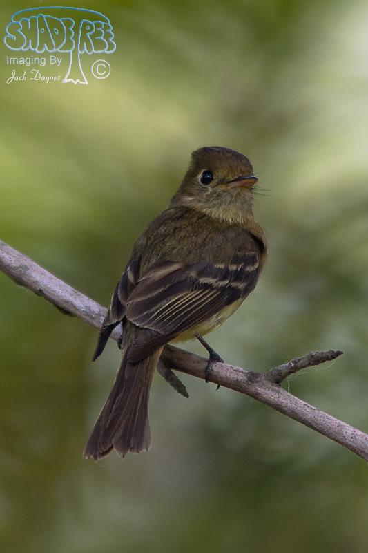Pacific-Slope Flycatcher - Empidonax difficilis