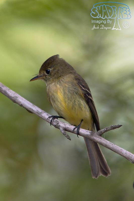 Pacific-Slope Flycatcher - Empidonax difficilis