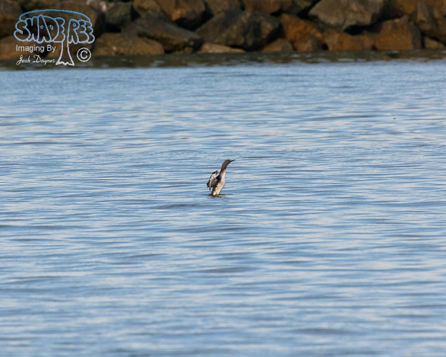Red-Throated Loon - Gavia stellata