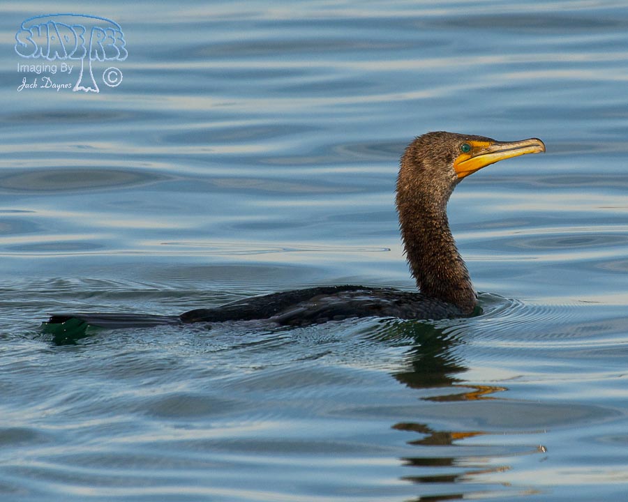 Double-Crested Cormorant - Phalacrocorax auritus