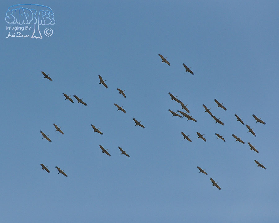 Sandhill Crane - Grus canadensis