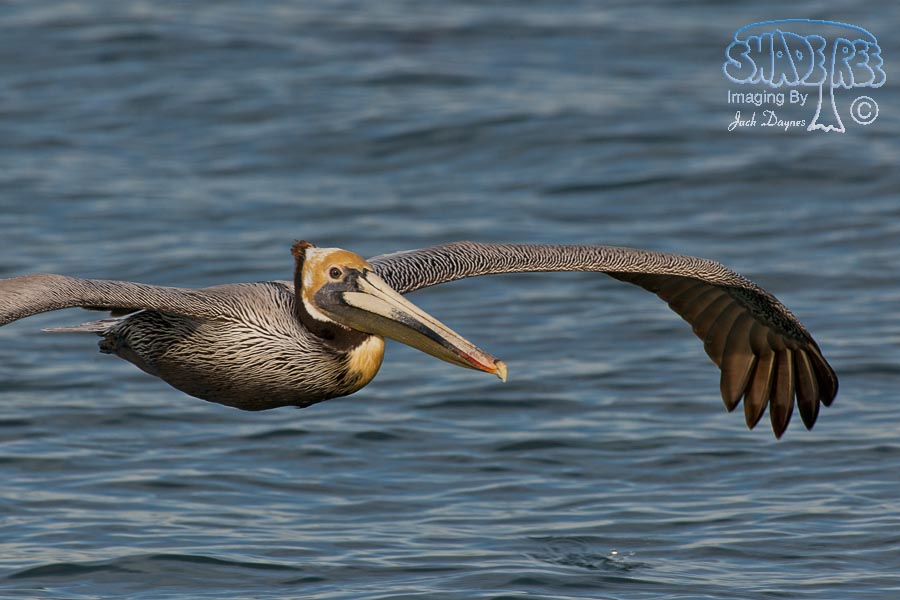 Brown Pelican - Pelecanus occidentalis