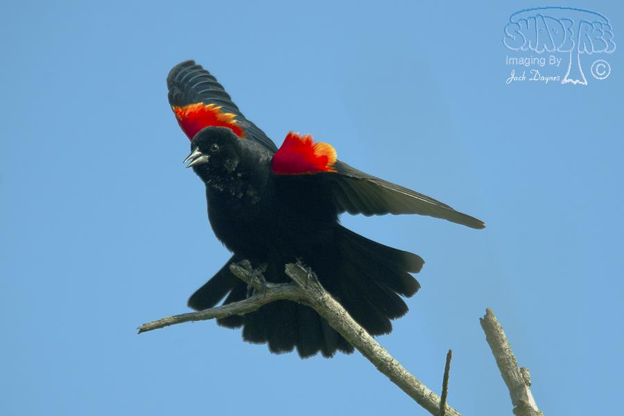 Red-Winged Blackbird - Agelaius phoeniceus