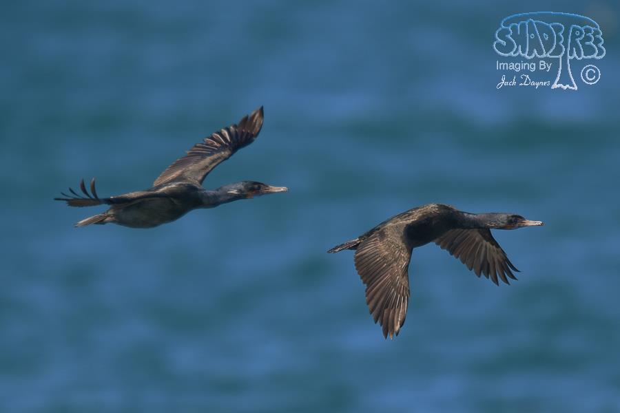 Brandt's Cormorant - Phalacrocorax penicillatus