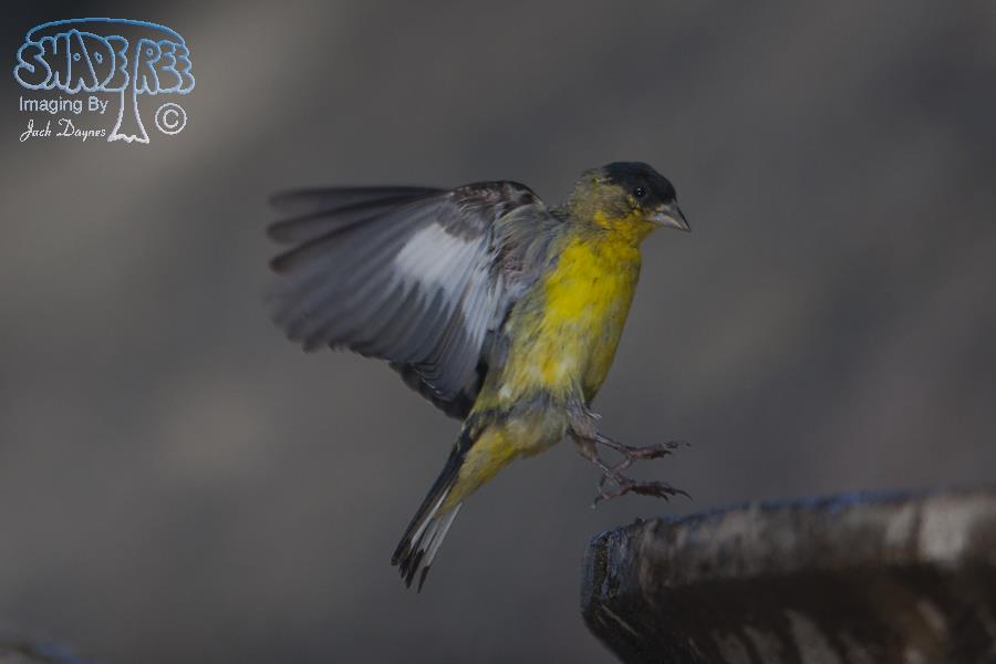 Lesser Goldfinch - Spinus psaltria