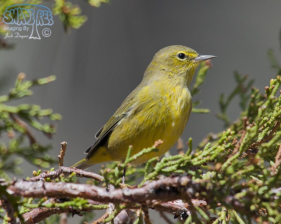 Orange-Crowned Warbler - Oreothlypis celata