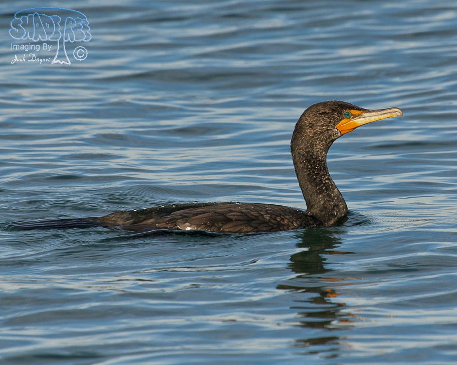 Double-Crested Cormorant - Phalacrocorax auritus