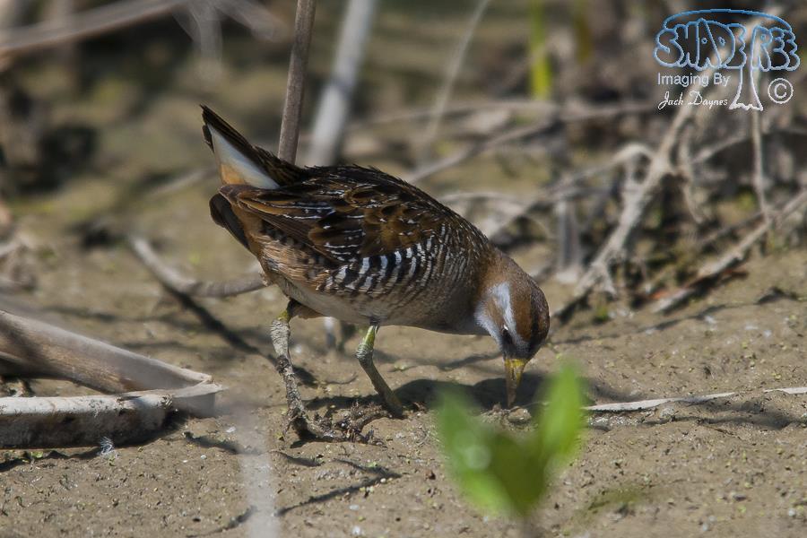 Sora - Porzana carolina