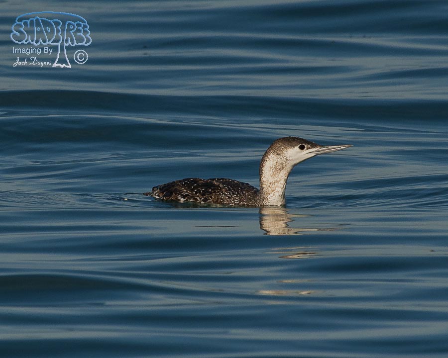 Red-Throated Loon - Gavia stellata