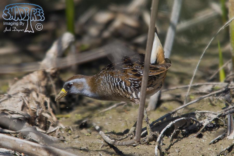 Sora - Porzana carolina