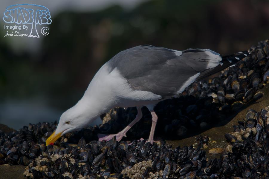 Western Gull - Larus occidentalis