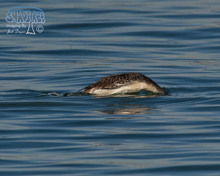 Red-Throated Loon - Gavia stellata