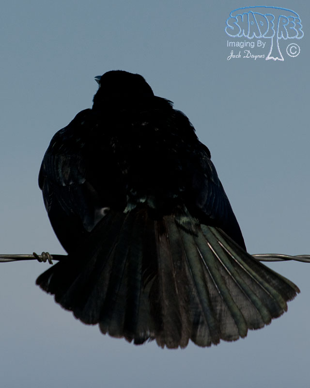 Brewer's Blackbird - Euphagus cyanocephalus