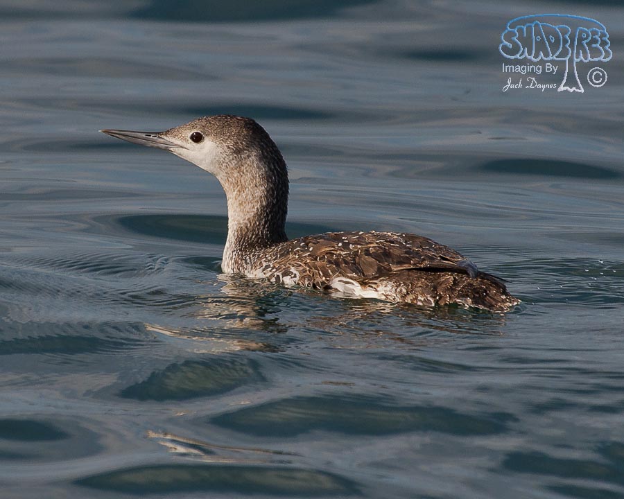 Red-Throated Loon - Gavia stellata