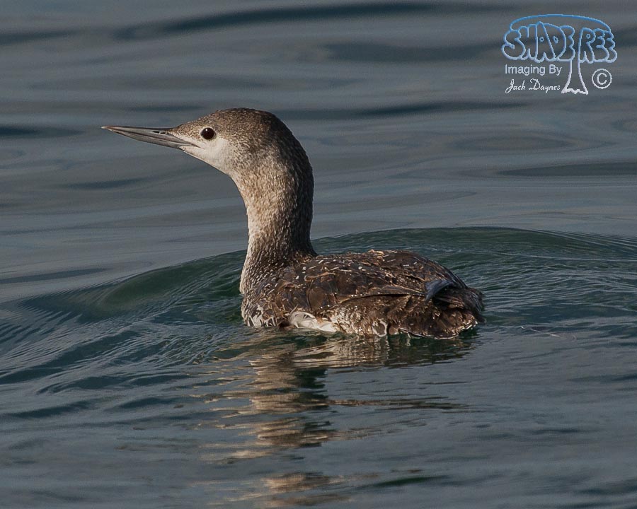 Red-Throated Loon - Gavia stellata