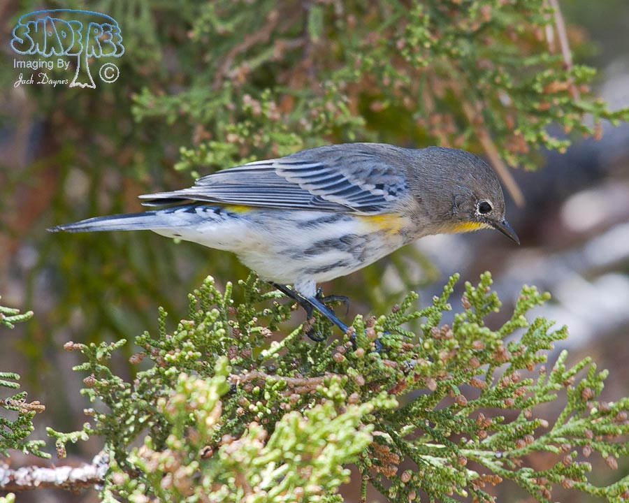 Yellow-Rumped Warbler - Setophaga coronata auduboni