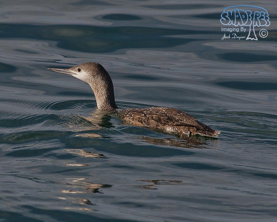Red-Throated Loon - Gavia stellata