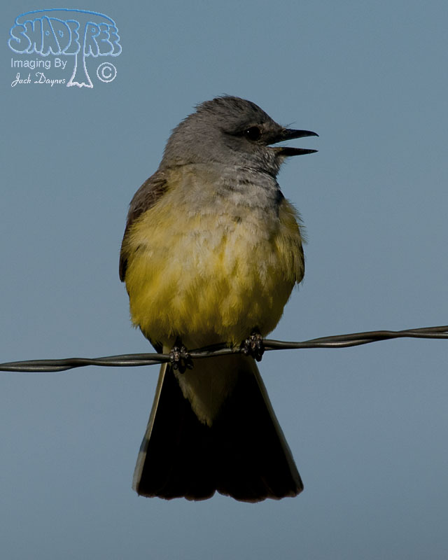 Western Kingbird - Tyrannus verticalis