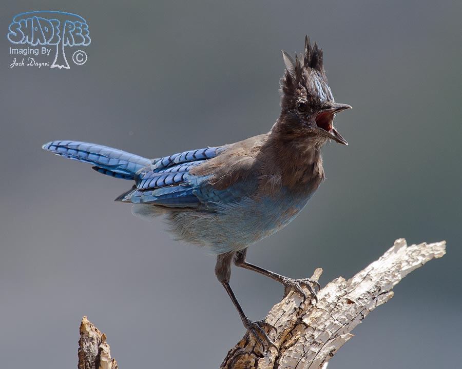Steller's Jay - Cyanocitta stelleri