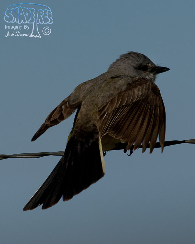 Western Kingbird - Tyrannus verticalis