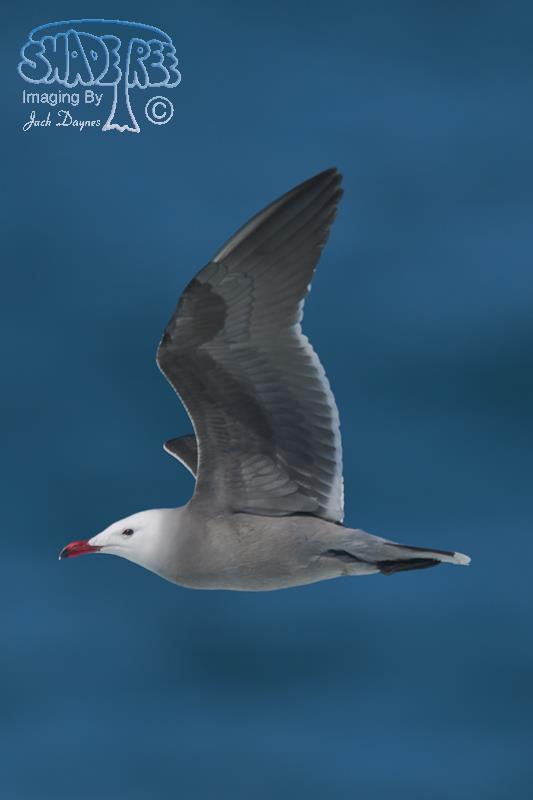 Heermann's Gull - Larus heermanni