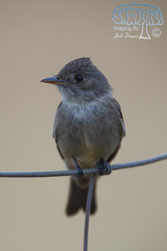 Western Wood-Pewee - Contopus sordidulus