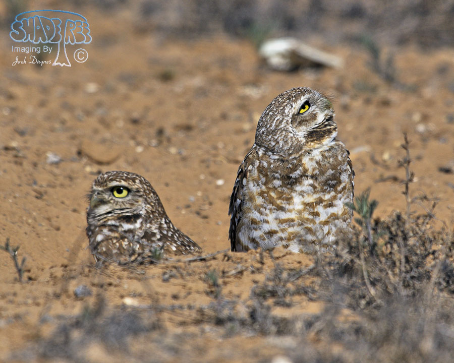 Burrowing Owl - Athene cunicularia
