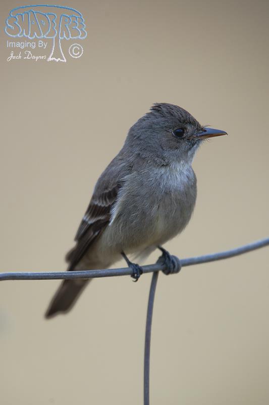 Western Wood-Pewee - Contopus sordidulus