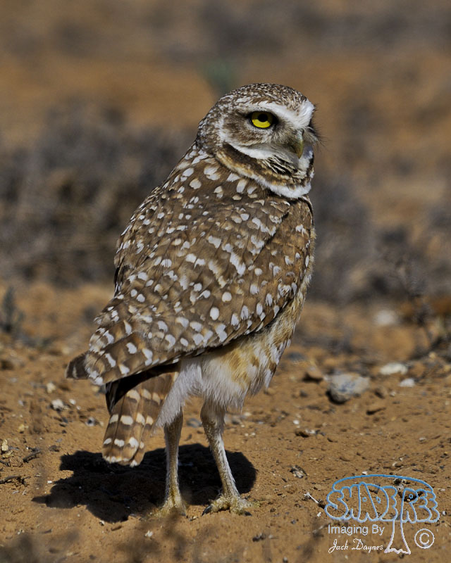 Burrowing Owl - Athene cunicularia