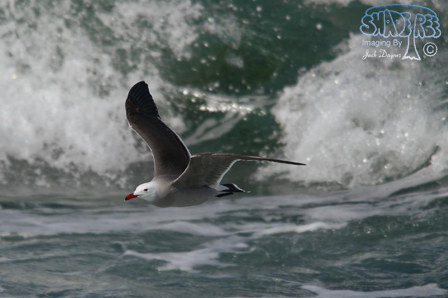 Heermann's Gull - Larus heermanni