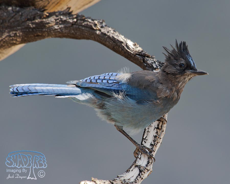 Steller's Jay - Cyanocitta stelleri