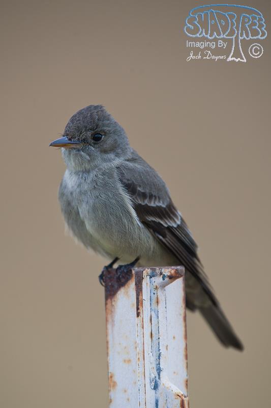 Western Wood-Pewee - Contopus sordidulus