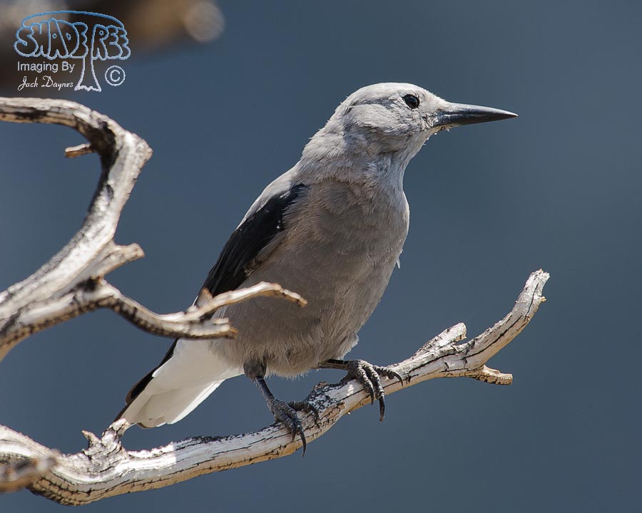 Clark's Nutcracker - Nucifraga columbiana