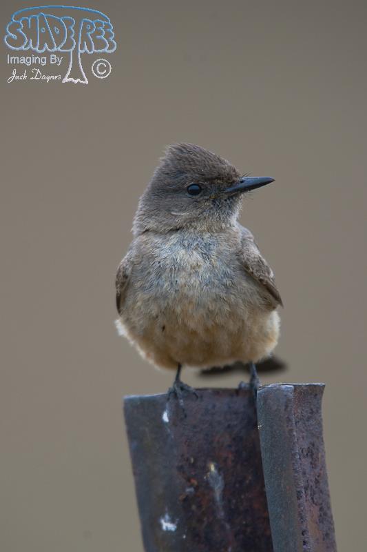 Say's Phoebe - Sayornis saya