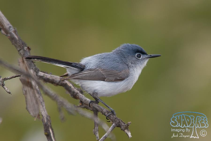 Blue-Gray Gnatcatcher - Polioptila caerulea