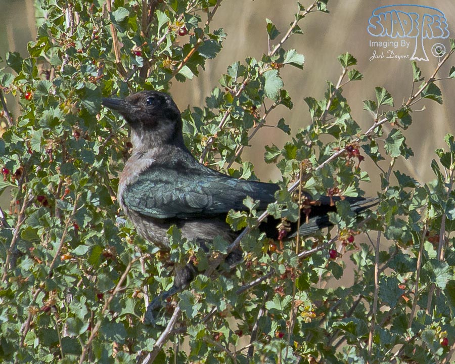 Lewis's Woodpecker - Melanerpes lewis