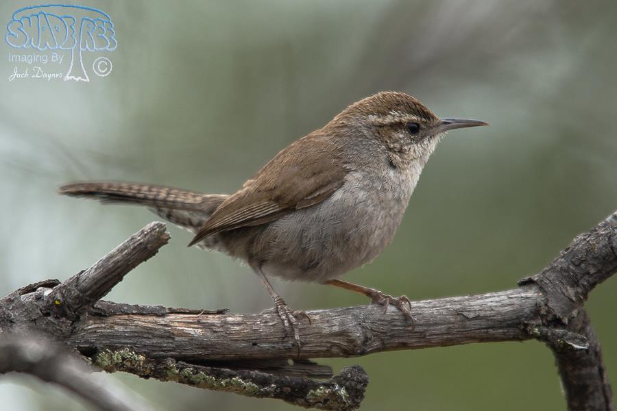 Bewick's Wren - Thryomanes bewickii